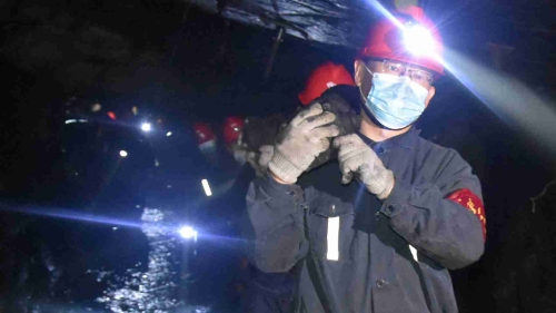 20200628  04  新建矿  图为矿机关党员协助生产井区回收支柱。 孙继诚摄_副本